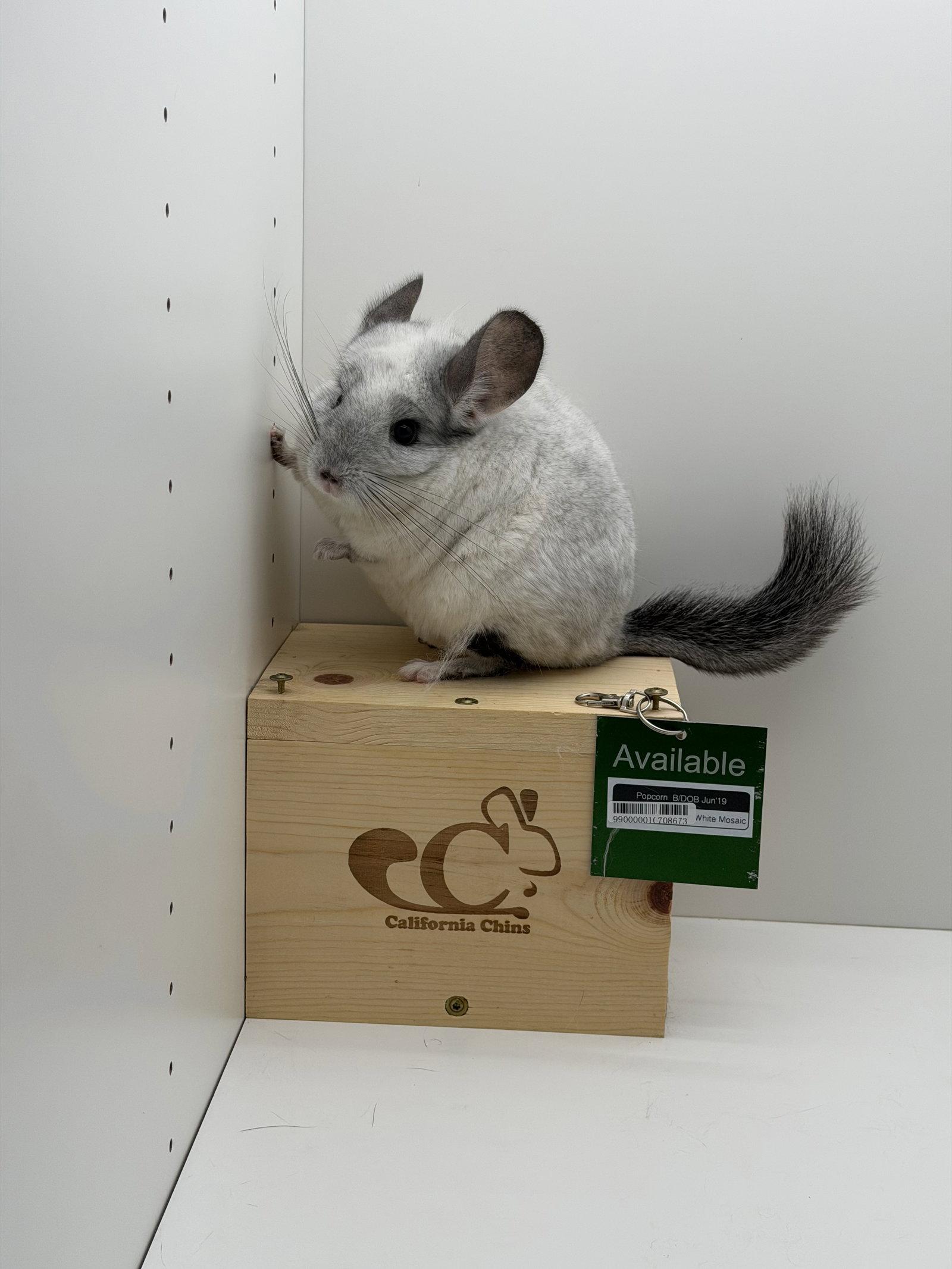 Popcorn, a Adopted Chinchilla in Sunnyvale, CA image 1/3