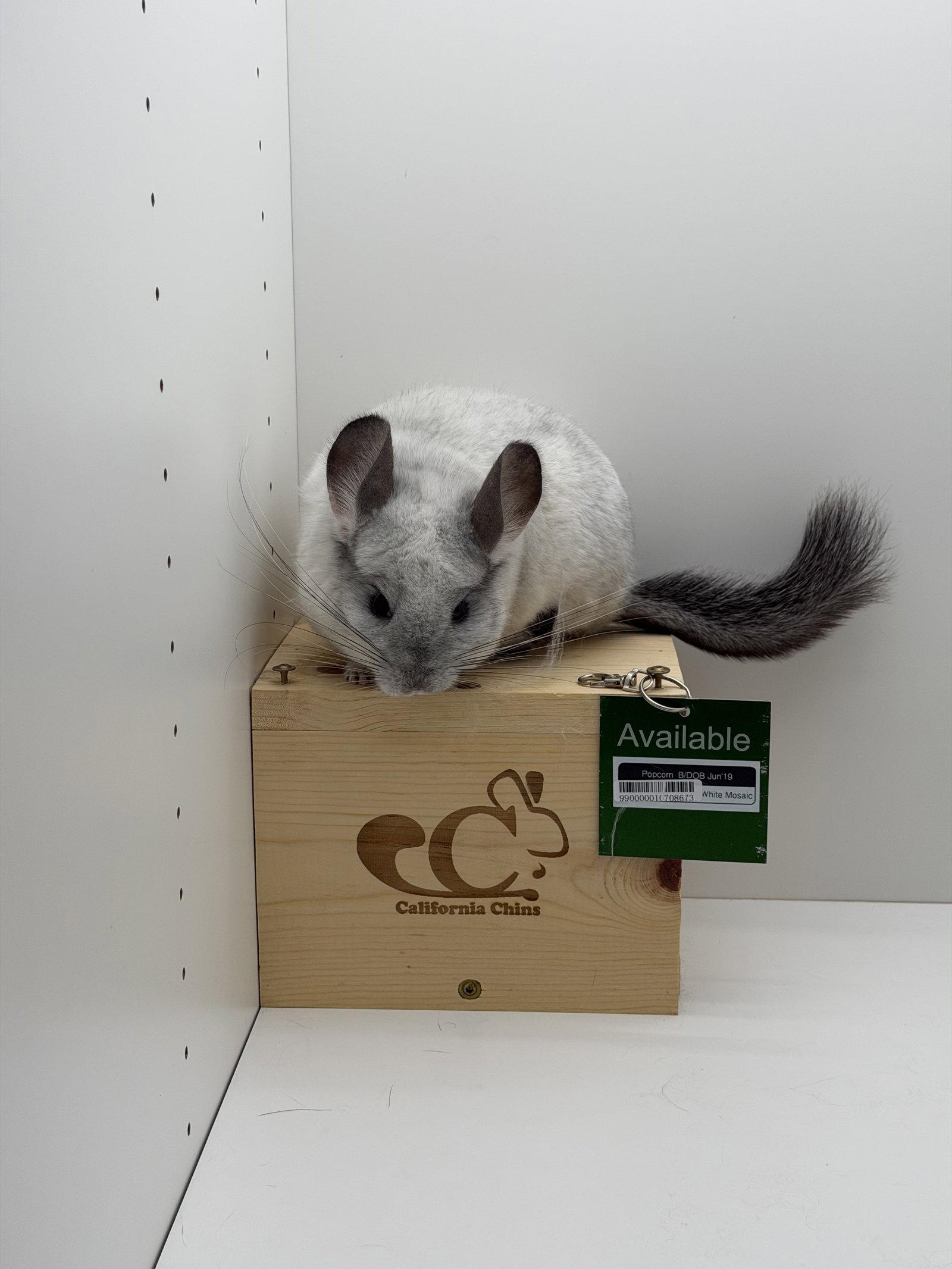 Popcorn, a Adopted Chinchilla in Sunnyvale, CA image 2/3
