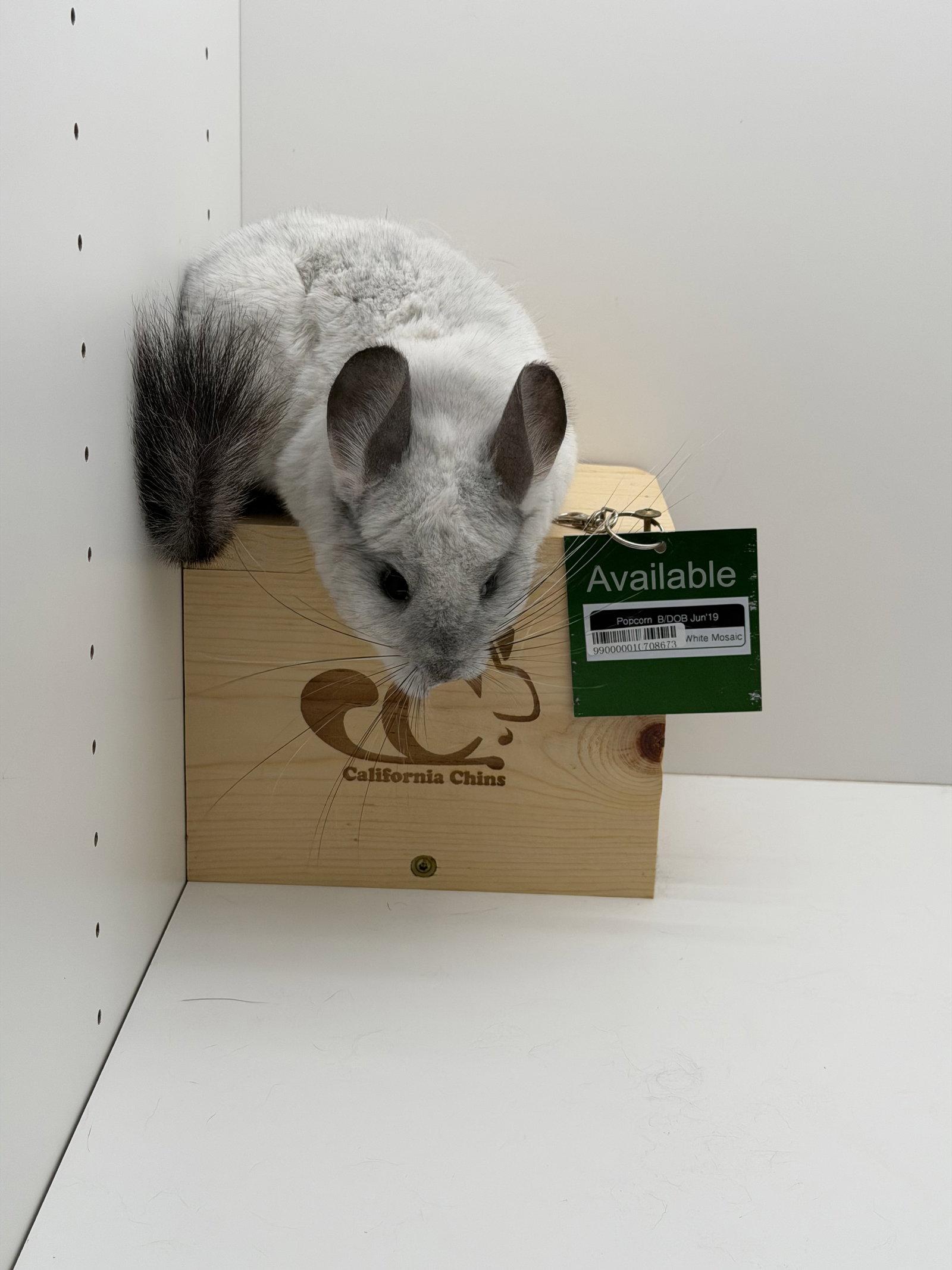 Popcorn, a Adopted Chinchilla in Sunnyvale, CA image 3/3