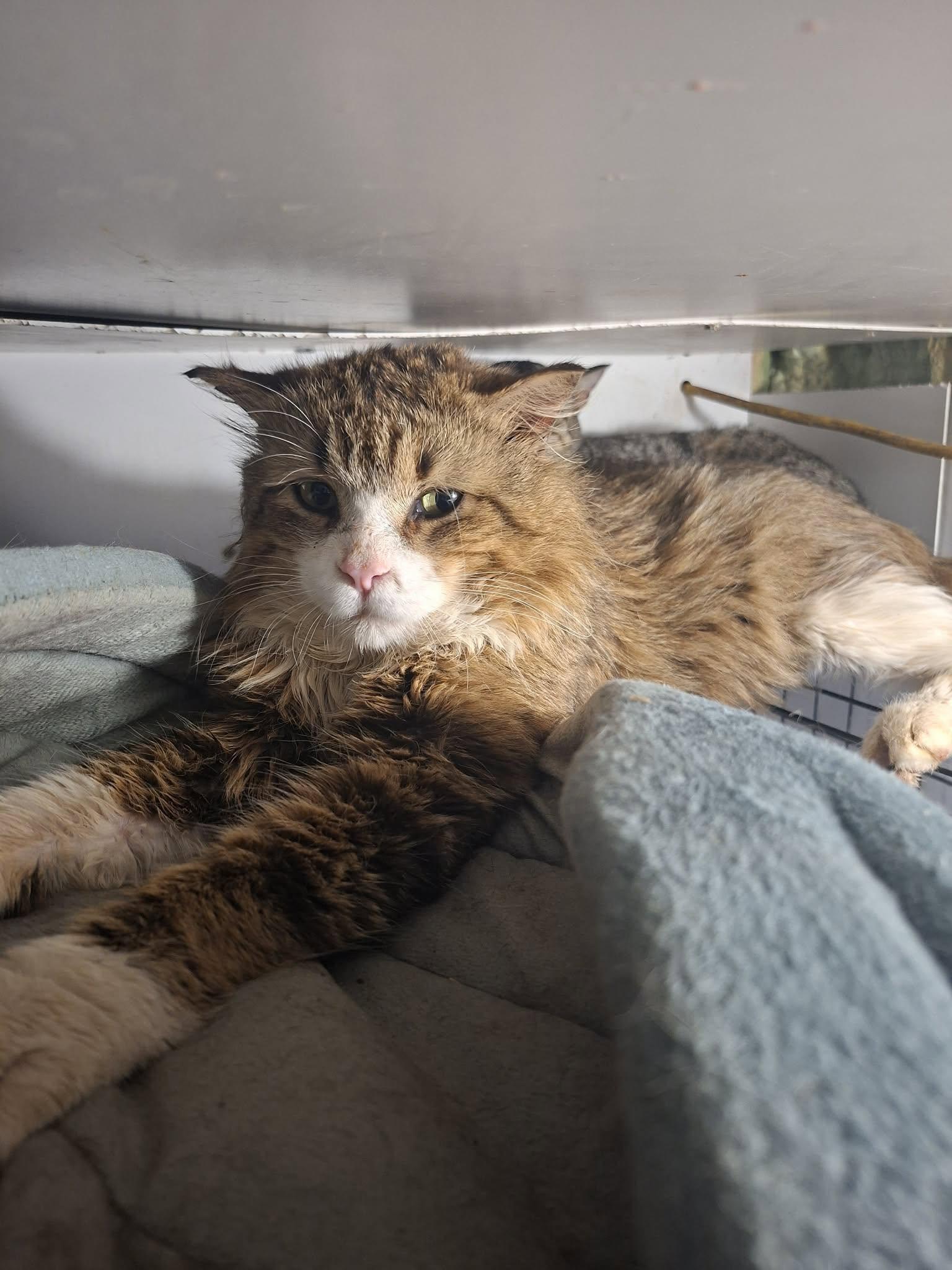Enlarge Aster, a Adoptable Domestic Medium Hair in Toronto, ON image 1/6