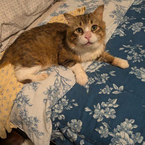 Enlarge Aster, a Adoptable Domestic Medium Hair in Toronto, ON image 2/6