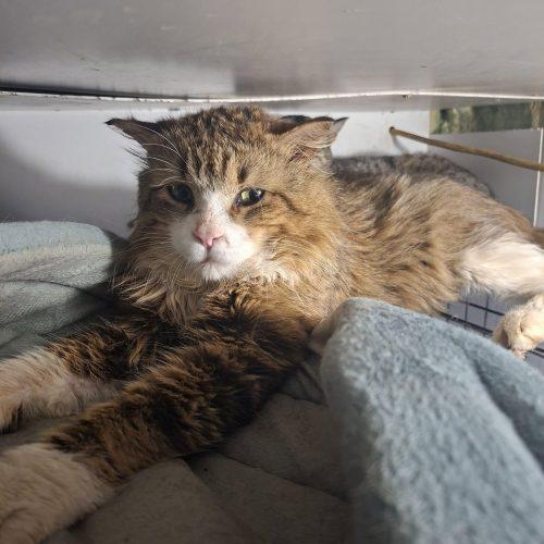 Enlarge Aster, a Adoptable Domestic Medium Hair in Toronto, ON image 3/6