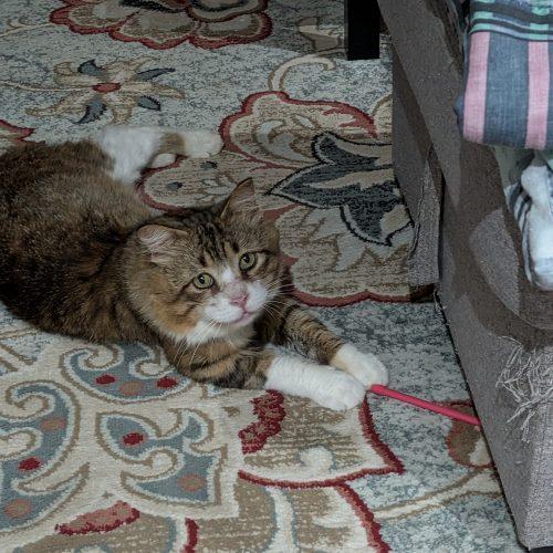 Enlarge Aster, a Adoptable Domestic Medium Hair in Toronto, ON image 4/6