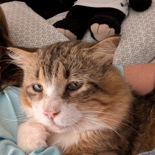 Enlarge Aster, a Adoptable Domestic Medium Hair in Toronto, ON image 5/6
