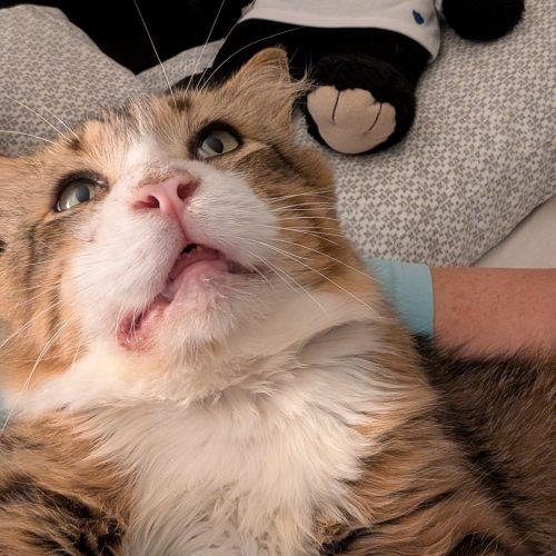 Enlarge Aster, a Adoptable Domestic Medium Hair in Toronto, ON image 6/6
