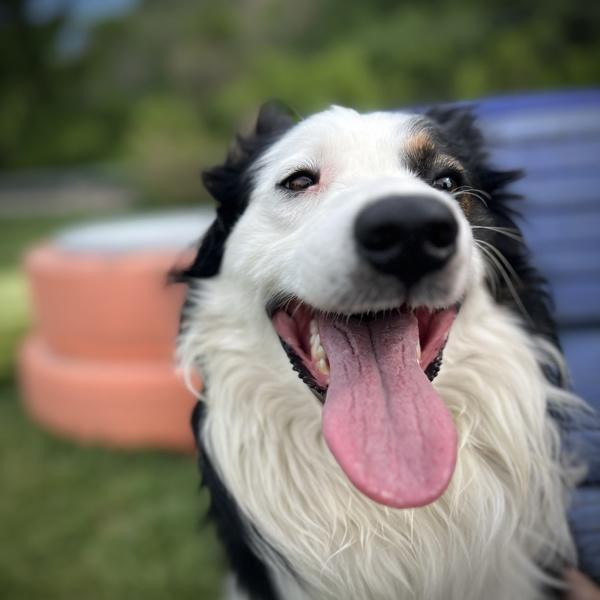 Enlarge Bruce, a Adoptable mixed breed in Sioux City, IA image 1/2