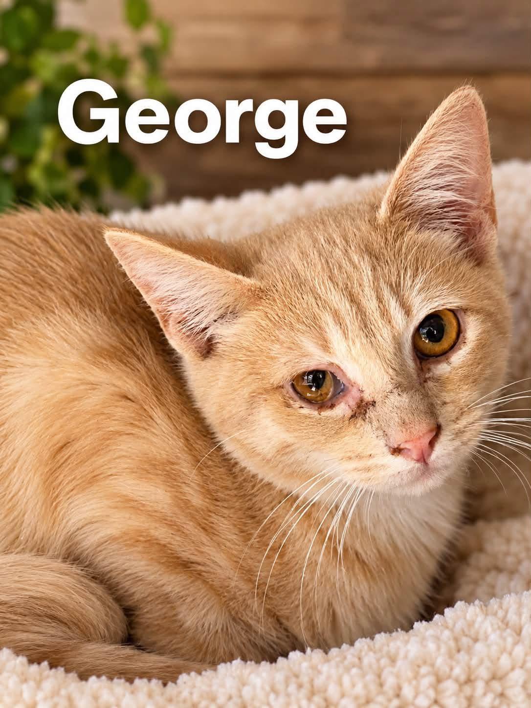 Enlarge George, a Adoptable Domestic Short Hair in Loogootee, IN image 1/1