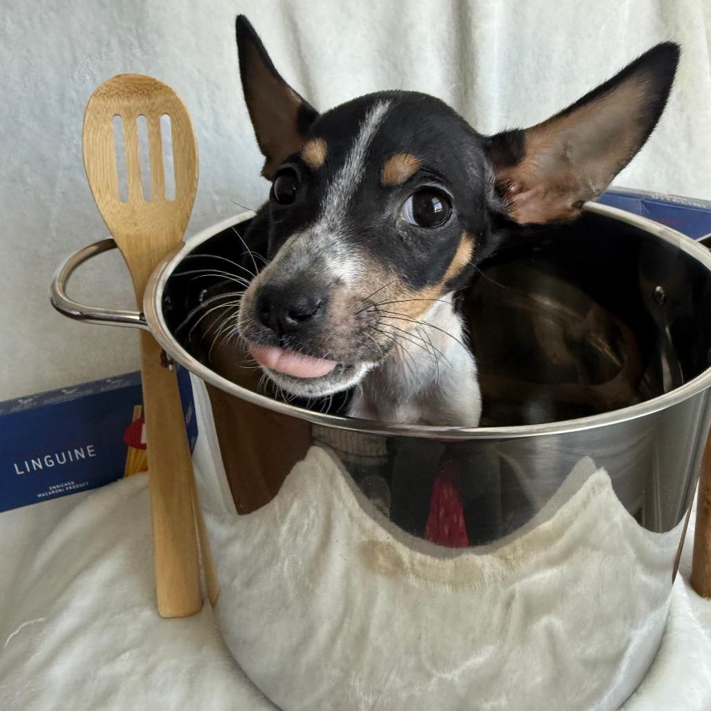 Pastina, Adoptable, Puppy Female Mixed Breed.