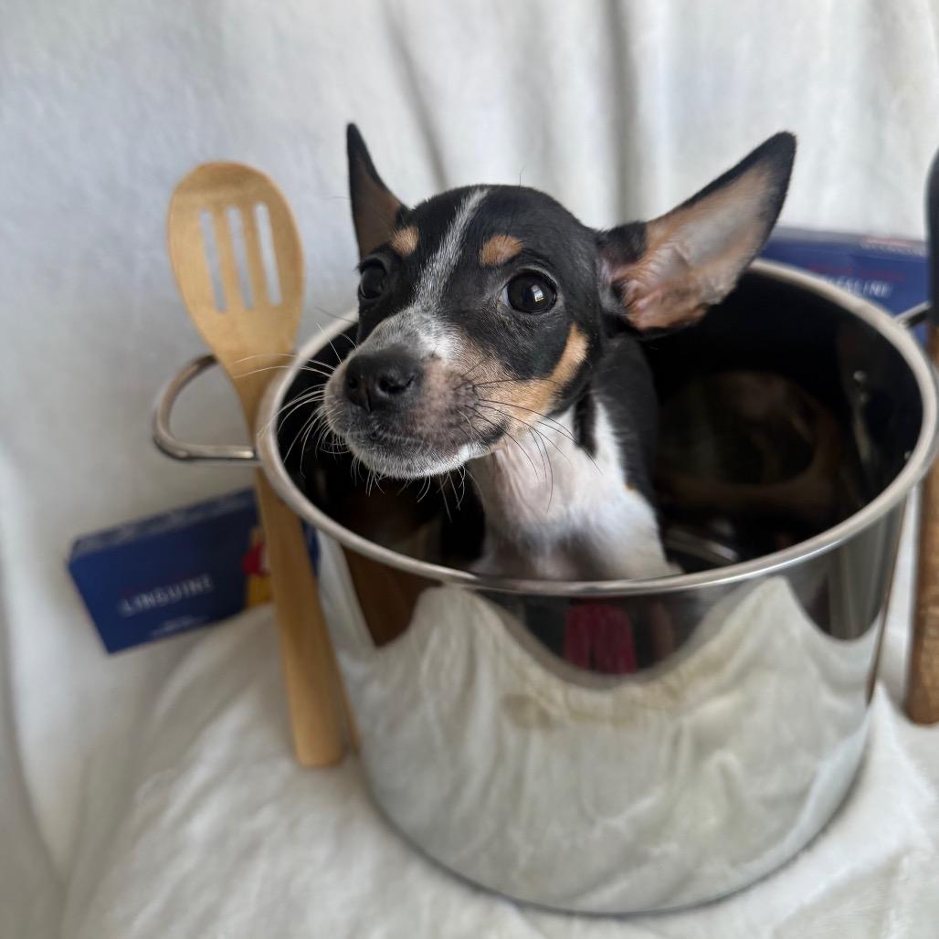 Enlarge Pastina, a Adoptable Mixed Breed in Staten Island, NY image 2/6