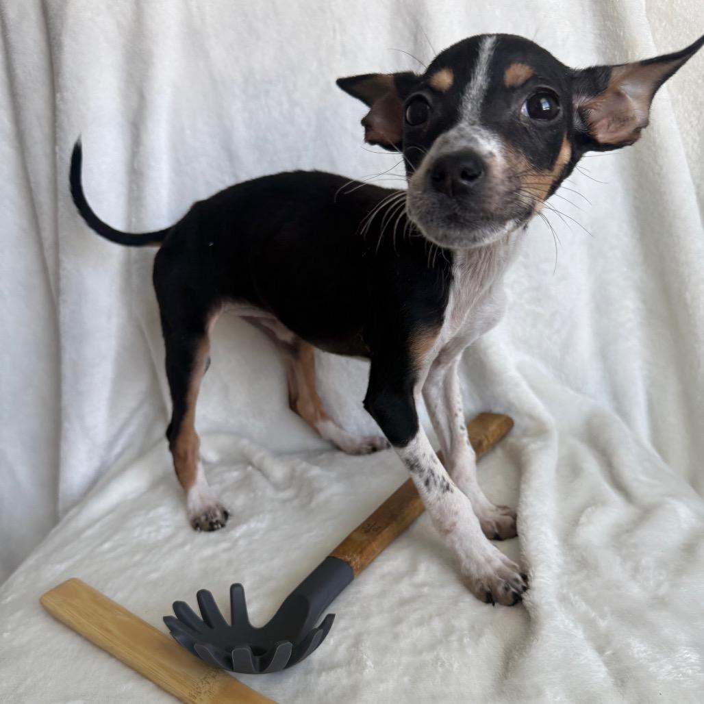 Enlarge Pastina, a Adoptable Mixed Breed in Staten Island, NY image 3/6