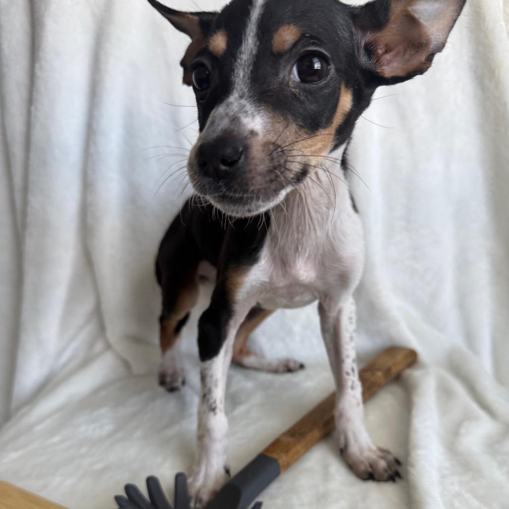 Enlarge Pastina, a Adoptable Mixed Breed in Staten Island, NY image 4/6