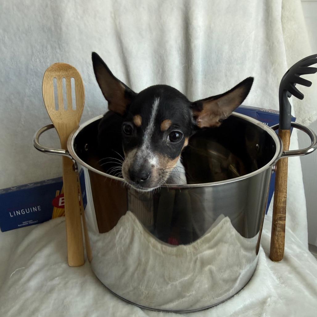 Enlarge Pastina, a Adoptable Mixed Breed in Staten Island, NY image 5/6