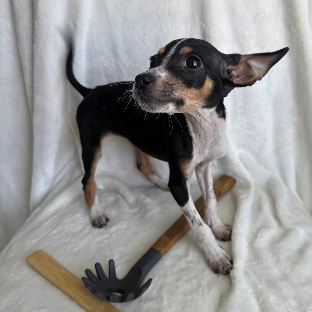 Enlarge Pastina, a Adoptable Mixed Breed in Staten Island, NY image 6/6