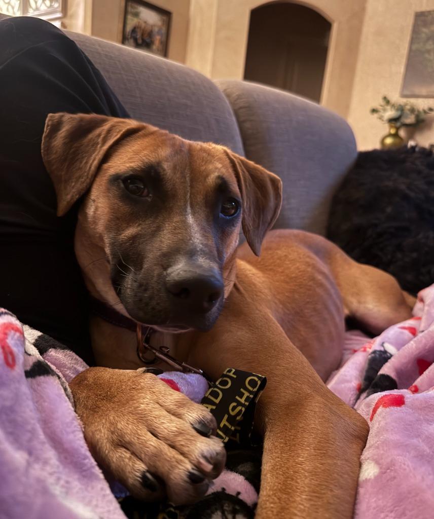 Enlarge Ridge, a Adoptable mixed breed in Fayetteville, AR image 1/6