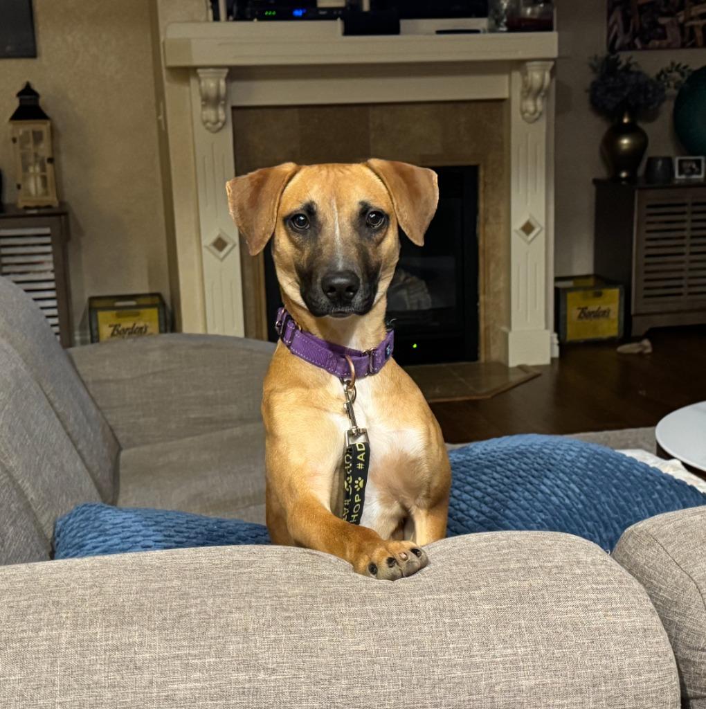 Enlarge Ridge, a Adoptable mixed breed in Fayetteville, AR image 2/6