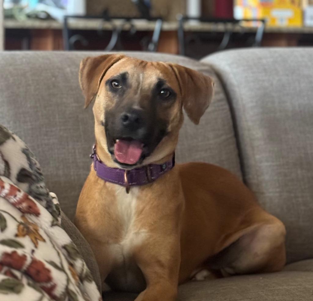 Enlarge Ridge, a Adoptable mixed breed in Fayetteville, AR image 4/6