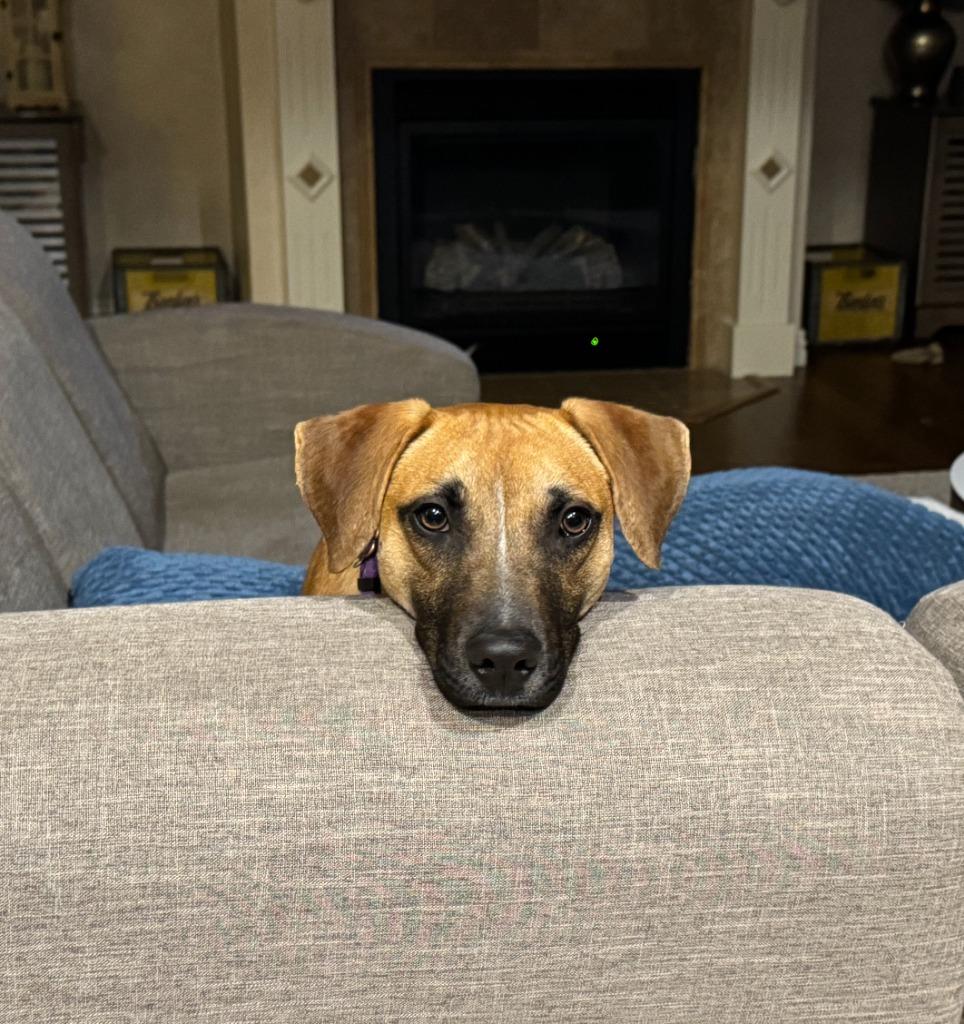 Enlarge Ridge, a Adoptable mixed breed in Fayetteville, AR image 5/6