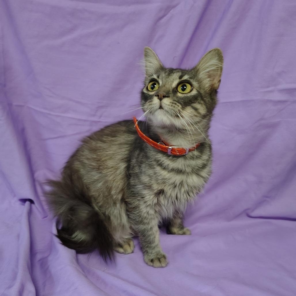 Enlarge Forest Gump, a Adoptable Domestic Medium Hair in Coos Bay, OR image 1/2