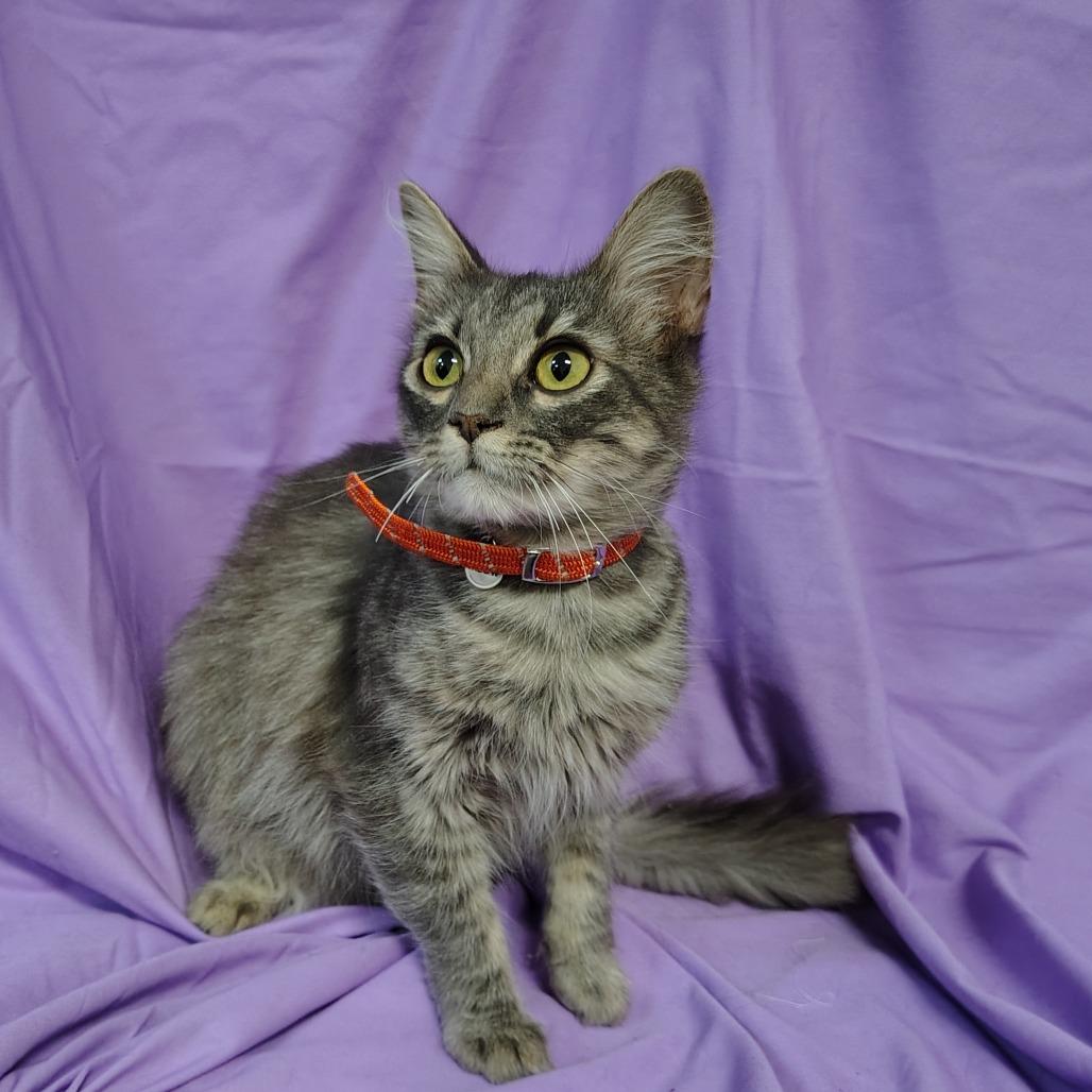 Enlarge Forest Gump, a Adoptable Domestic Medium Hair in Coos Bay, OR image 2/2