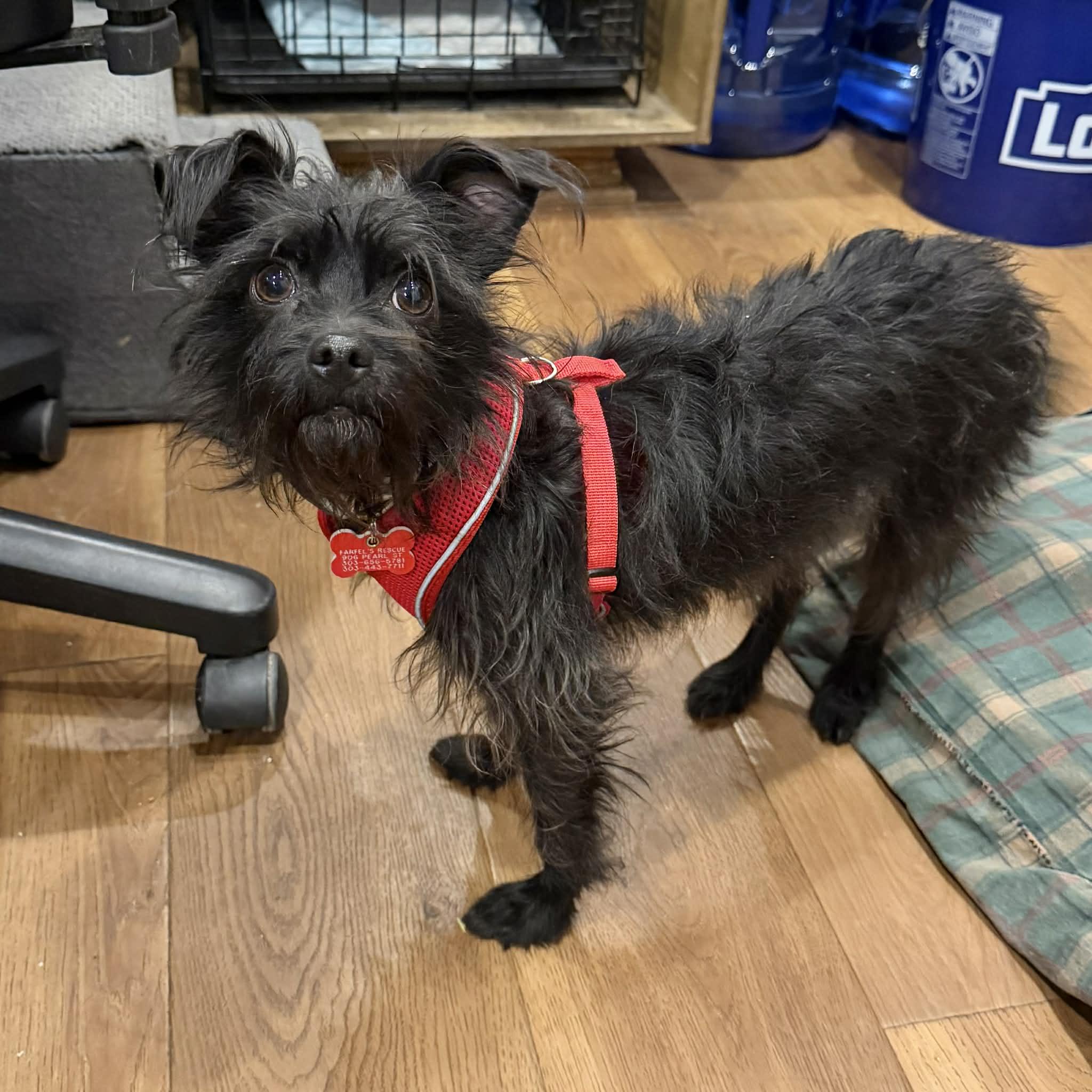 Flower, a ADOPTABLE mixed breed in Boulder, CO image 3/6