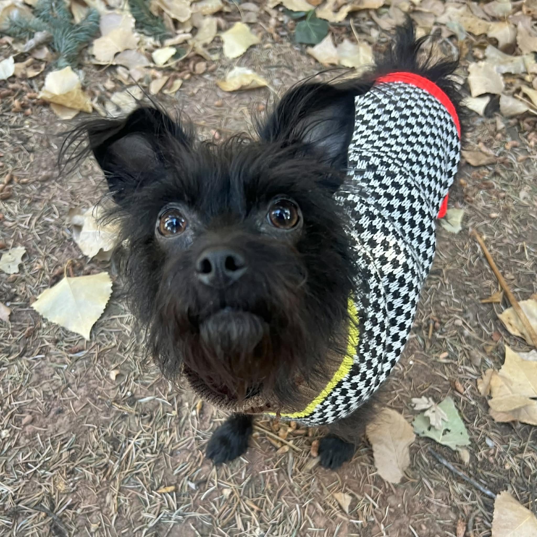 Enlarge Flower, a ADOPTABLE mixed breed in Boulder, CO image 1/6