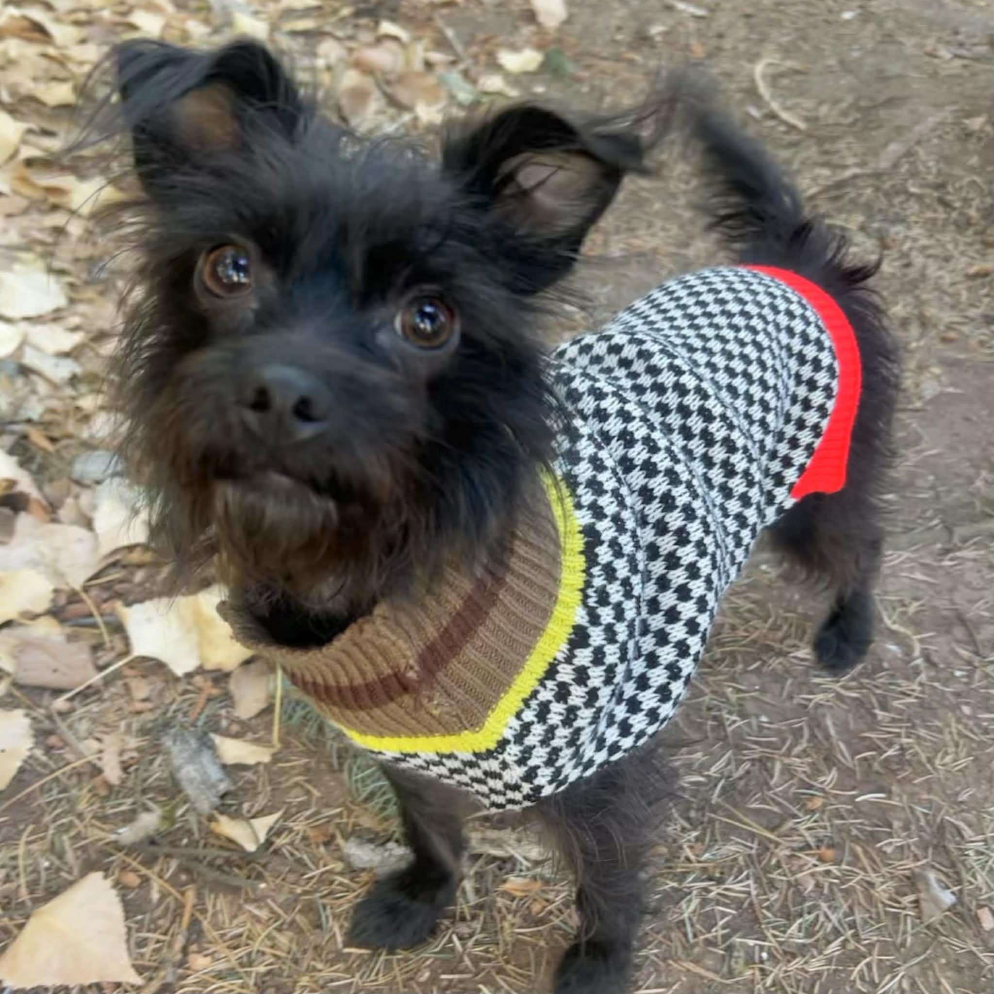 Enlarge Flower, a ADOPTABLE mixed breed in Boulder, CO image 6/6