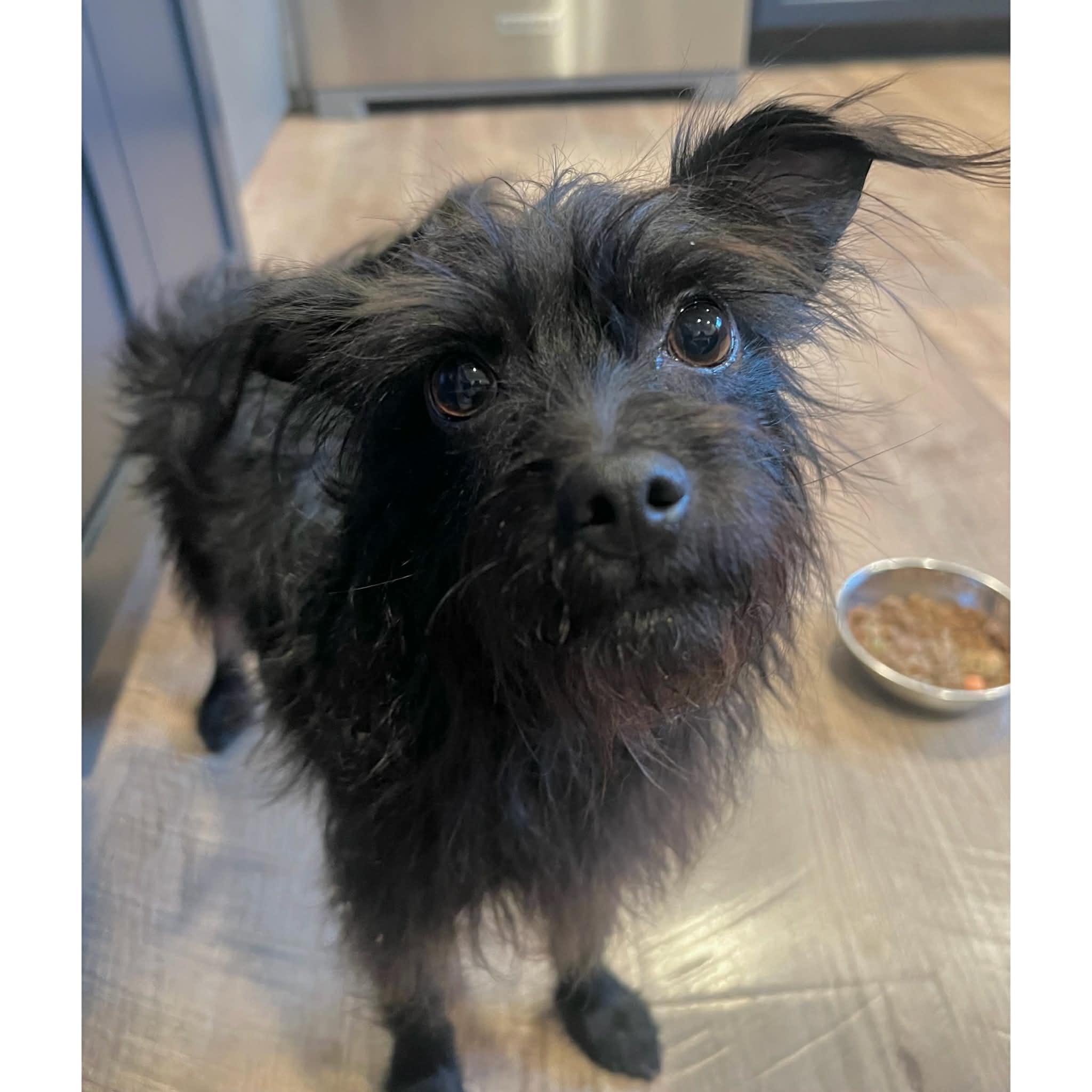 Flower, a ADOPTABLE mixed breed in Boulder, CO image 5/6