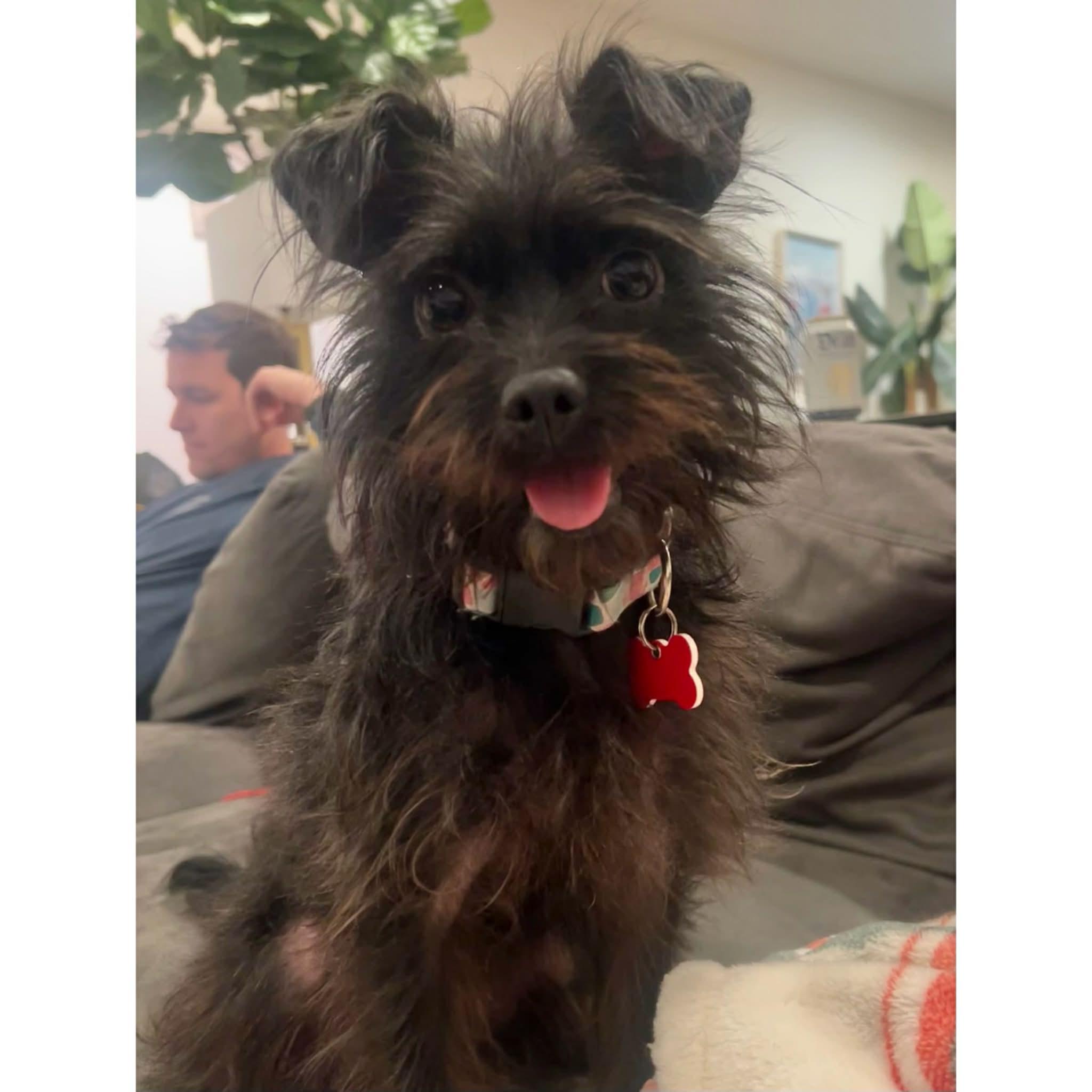 Flower, a ADOPTABLE mixed breed in Boulder, CO image 1/6