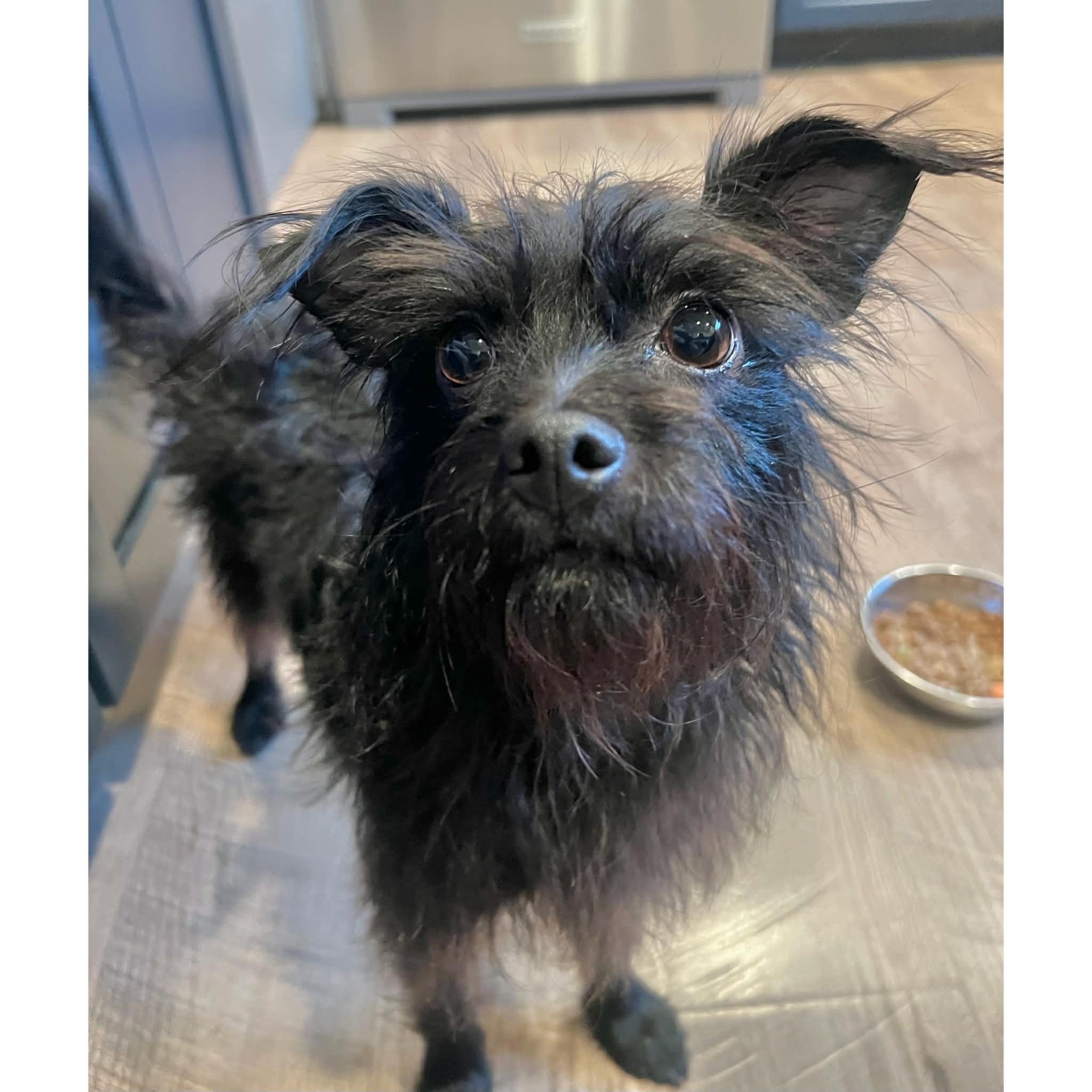 Flower, a ADOPTABLE mixed breed in Boulder, CO image 2/6