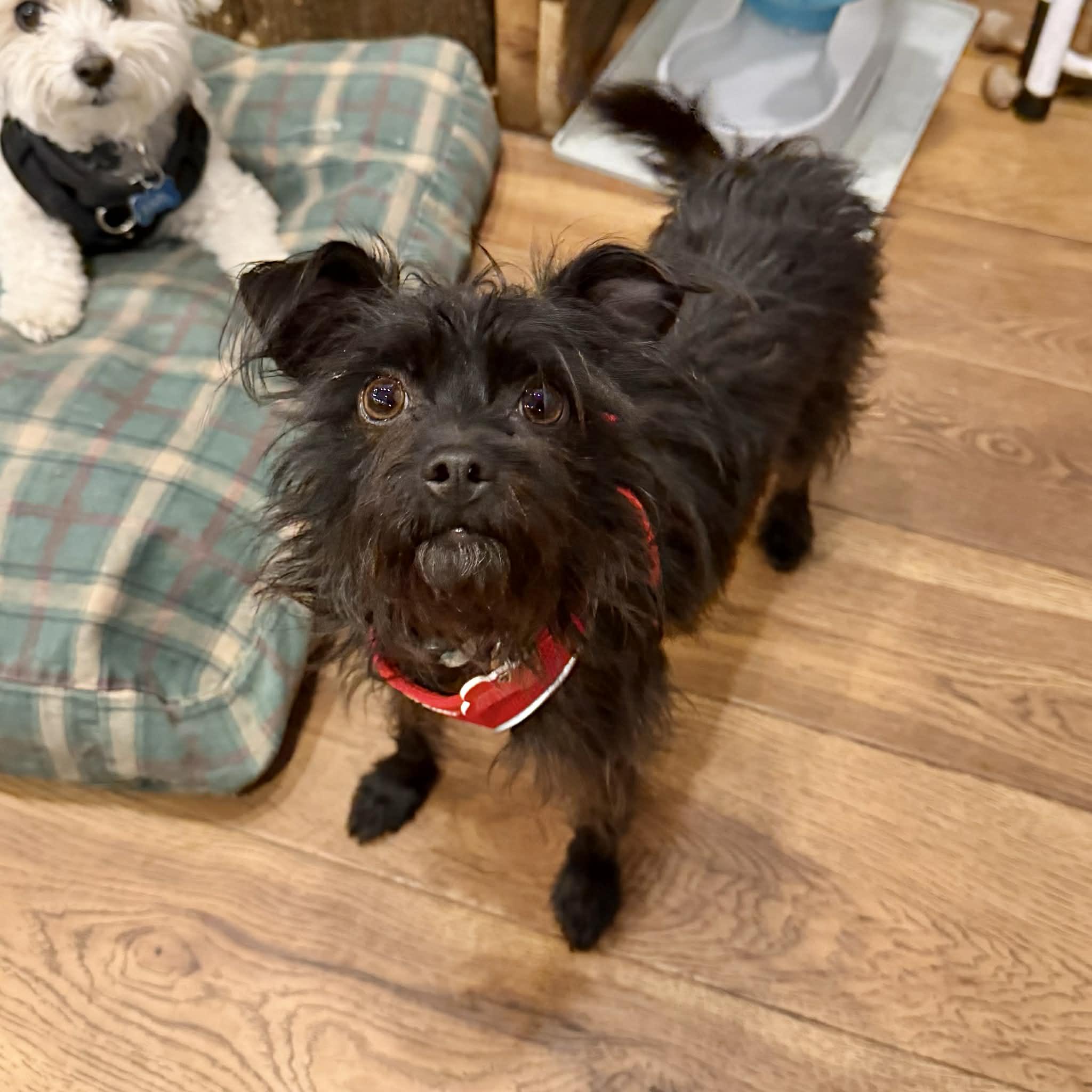 Flower, a ADOPTABLE mixed breed in Boulder, CO image 4/6