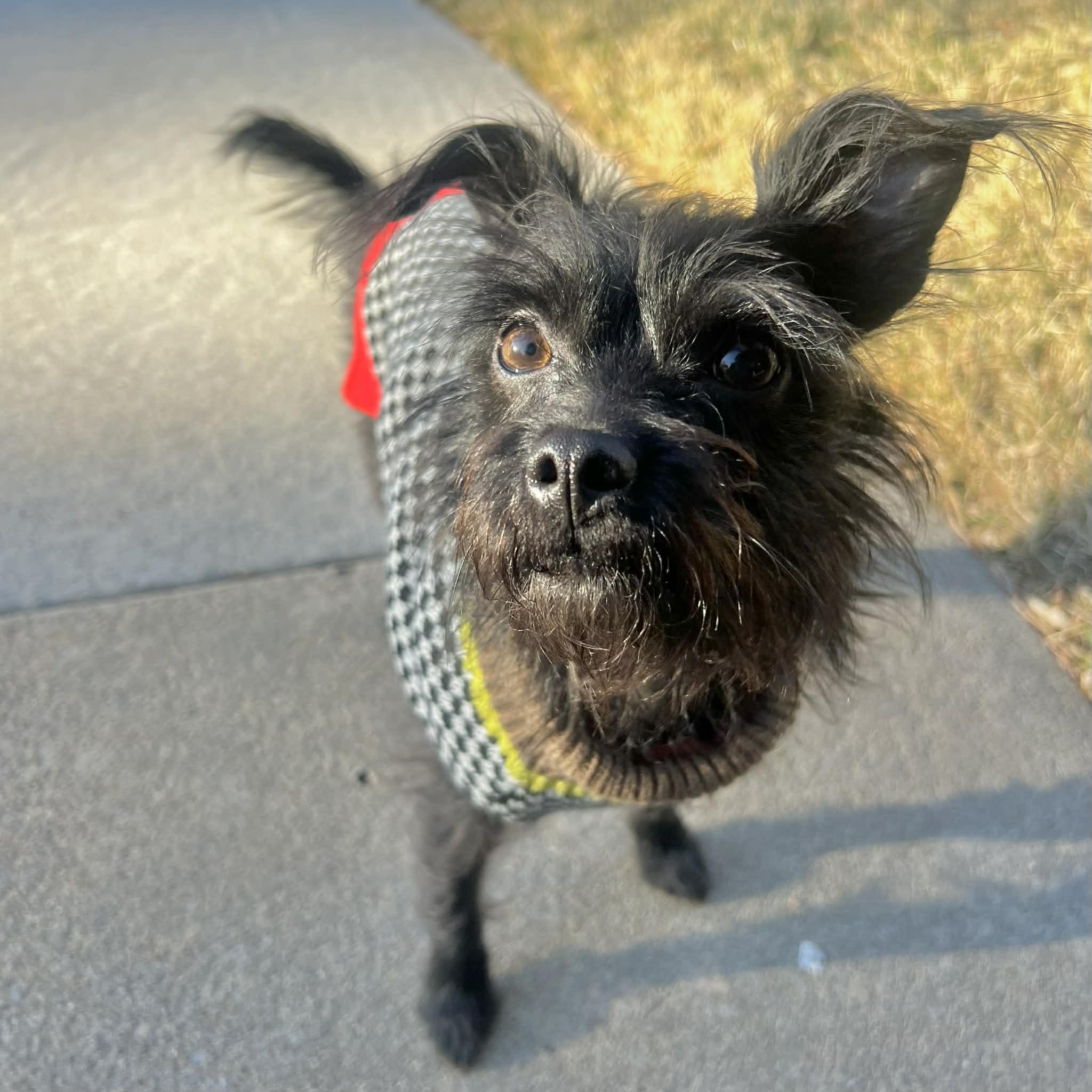 Enlarge Flower, a ADOPTABLE mixed breed in Boulder, CO image 4/6