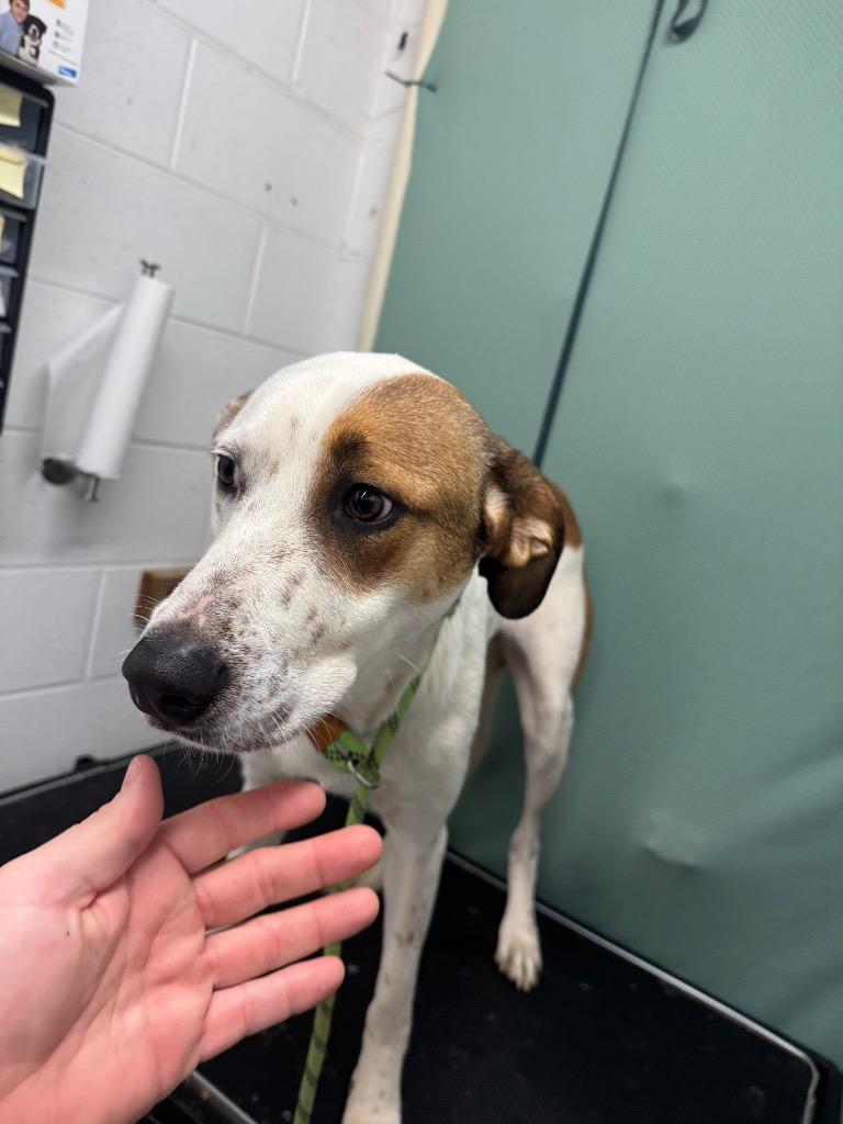 Ariel-Adoptable, Adoptable, Young Female Mixed Breed.