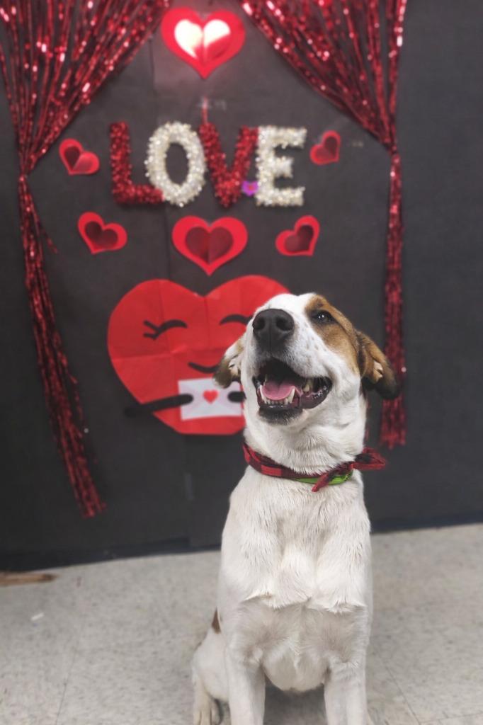 Ariel-Adoptable, a Adoptable mixed breed in Chickamauga , GA image 2/3