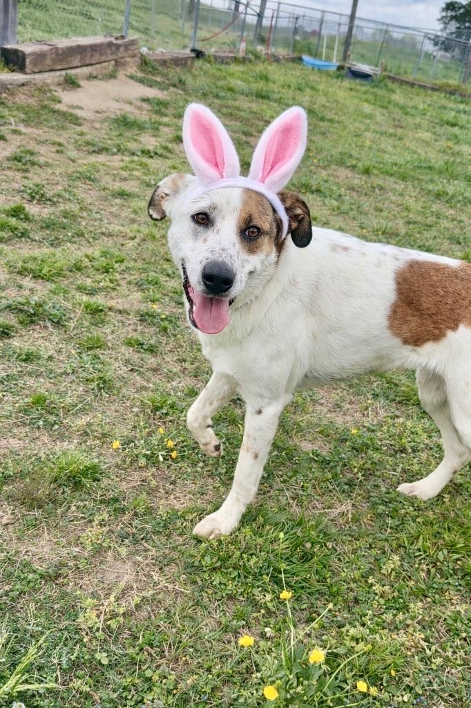 Enlarge Ariel-Adoptable, a Adoptable mixed breed in Chickamauga , GA image 3/4