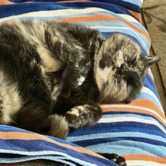 Enlarge Maple, a Adoptable Tortoiseshell in Mount Vernon, IL image 5/5