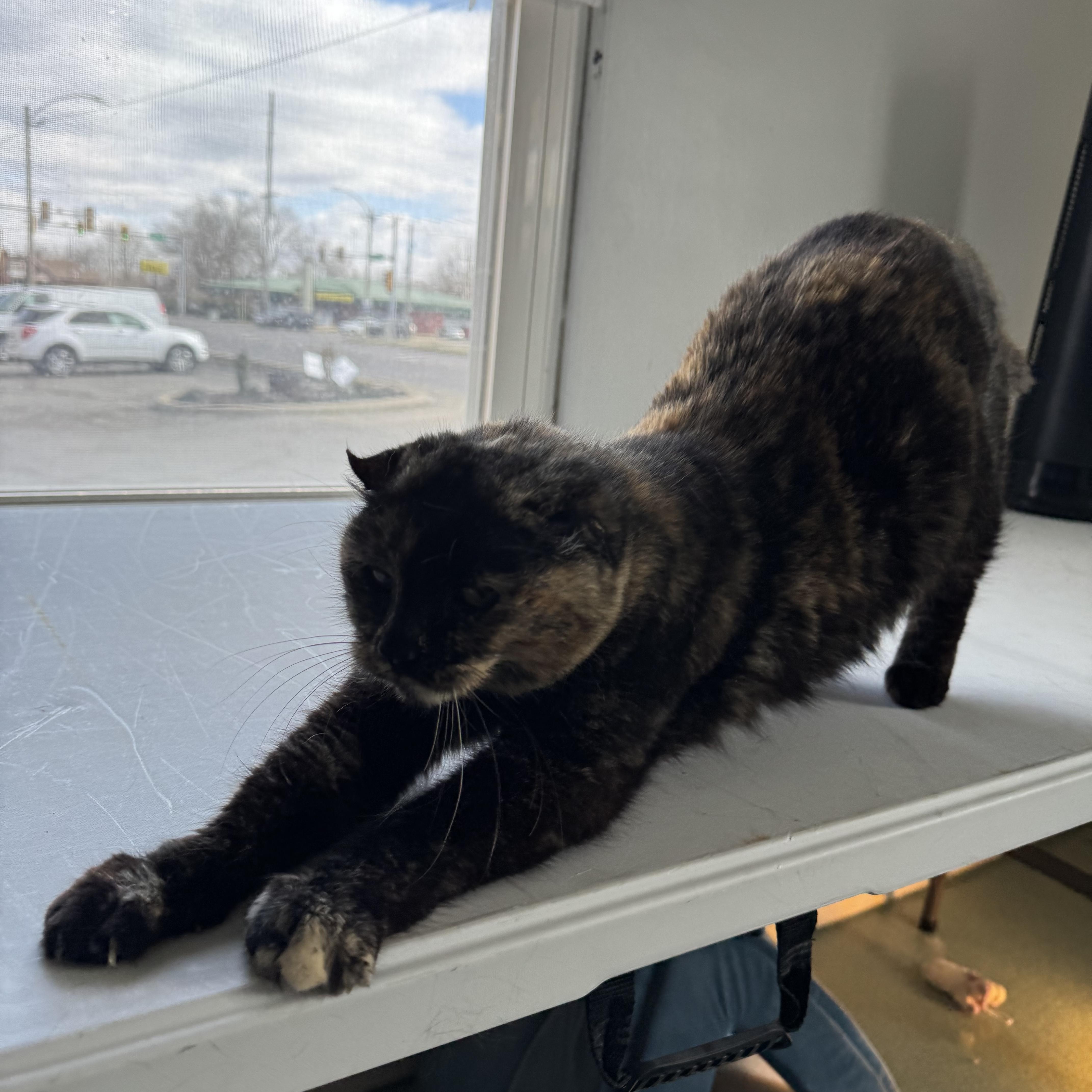 Enlarge Maple, a Adoptable Tortoiseshell in Mount Vernon, IL image 4/5
