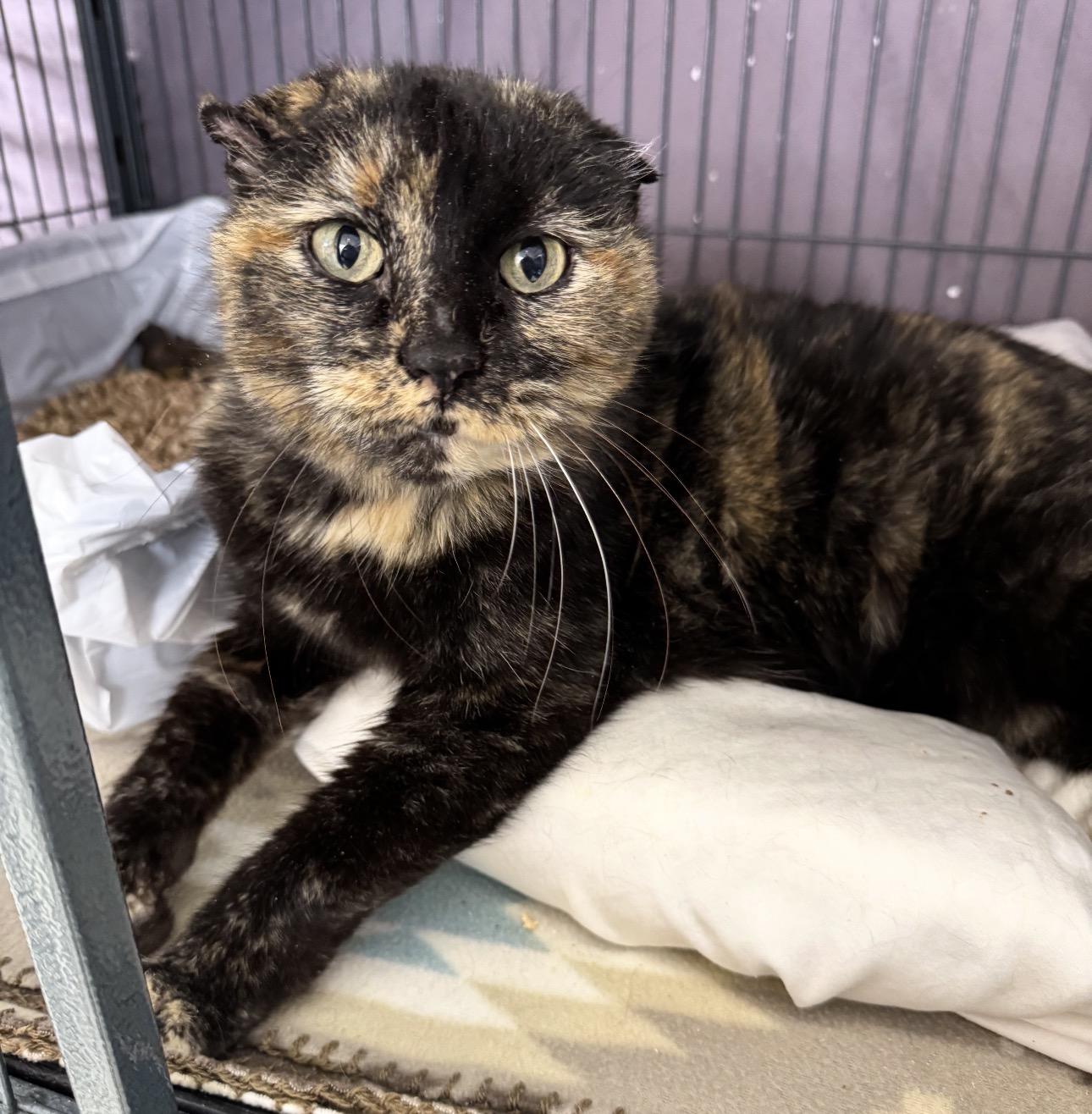 Enlarge Maple, a Adoptable Tortoiseshell in Mount Vernon, IL image 1/5
