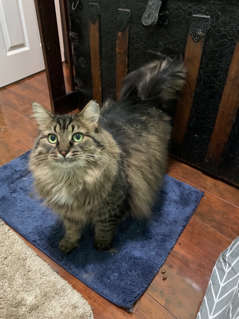 Clarrisa , Adopted, Adult Female Maine Coon & Domestic Long Hair.