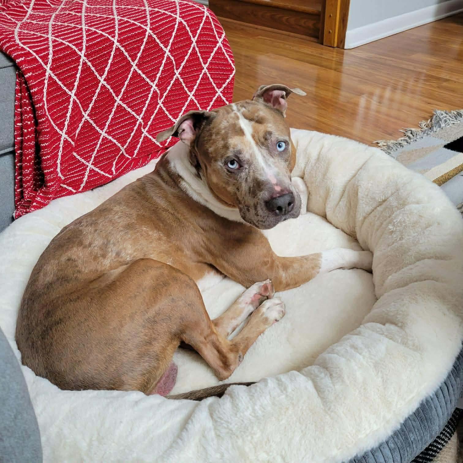 Rune, Adoptable, Young Male Pit Bull Terrier.