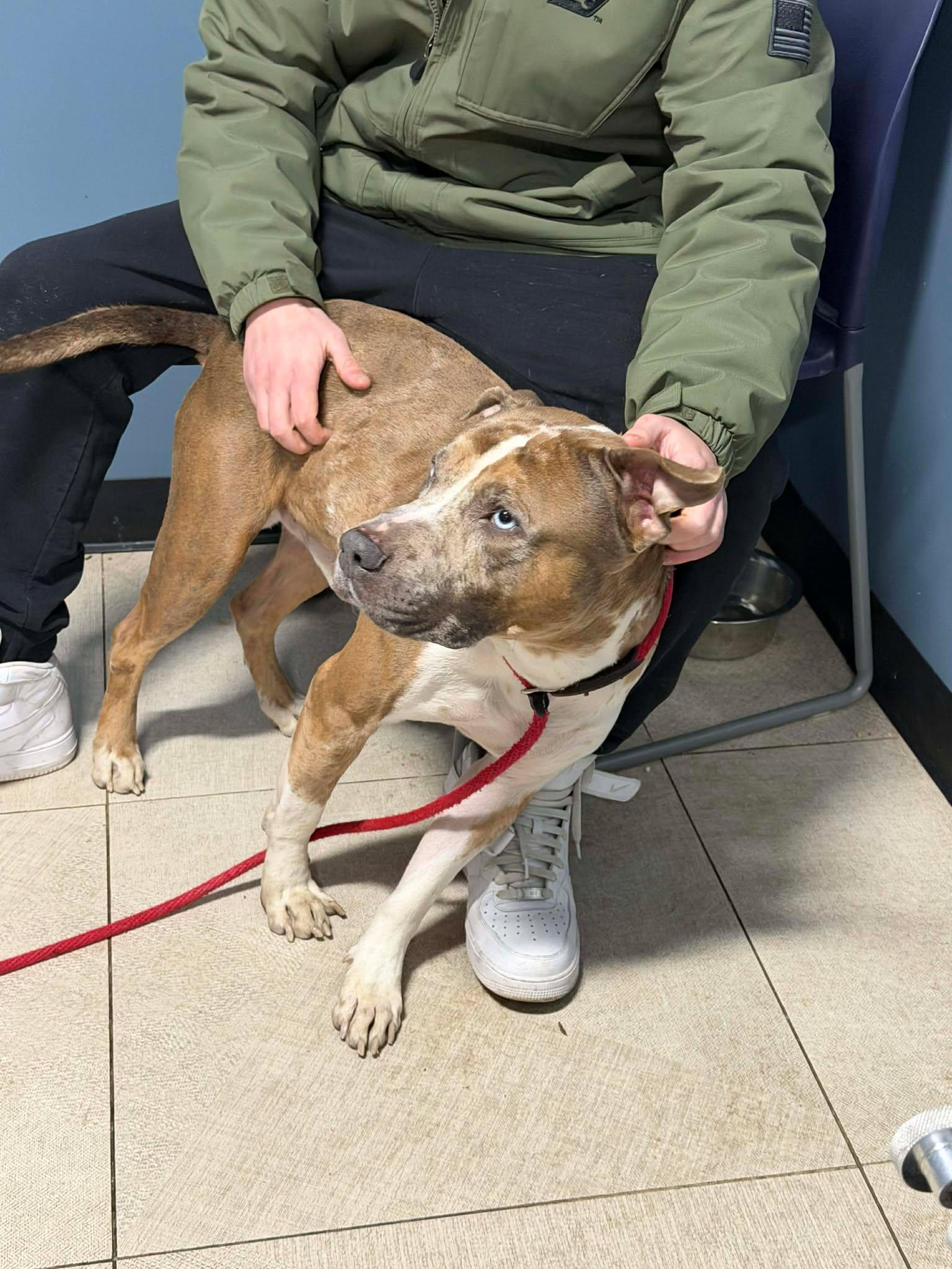 Enlarge Rune, a Adoptable mixed breed in Westwood, NJ image 3/4