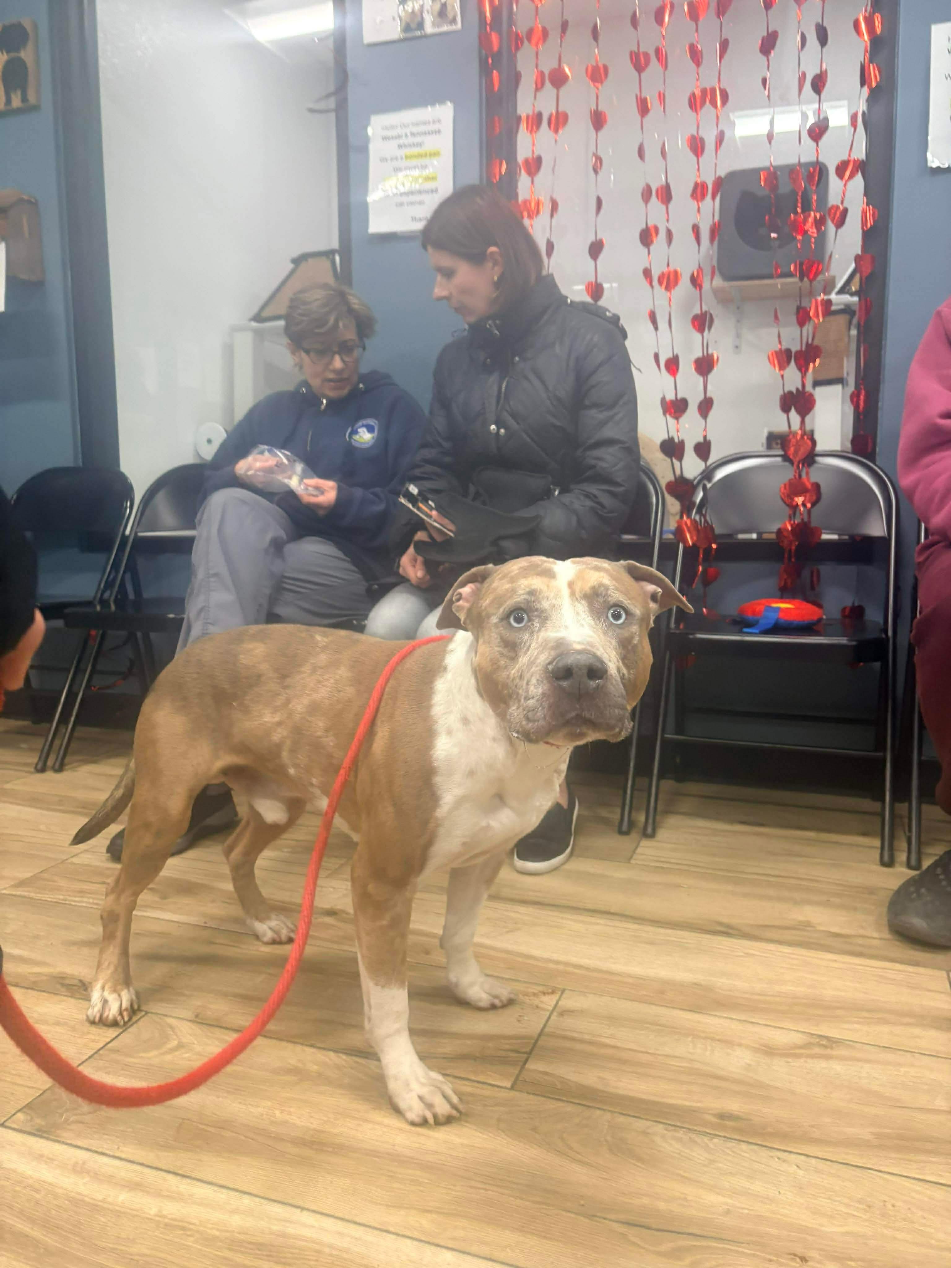 Enlarge Rune, a Adoptable mixed breed in Westwood, NJ image 4/4