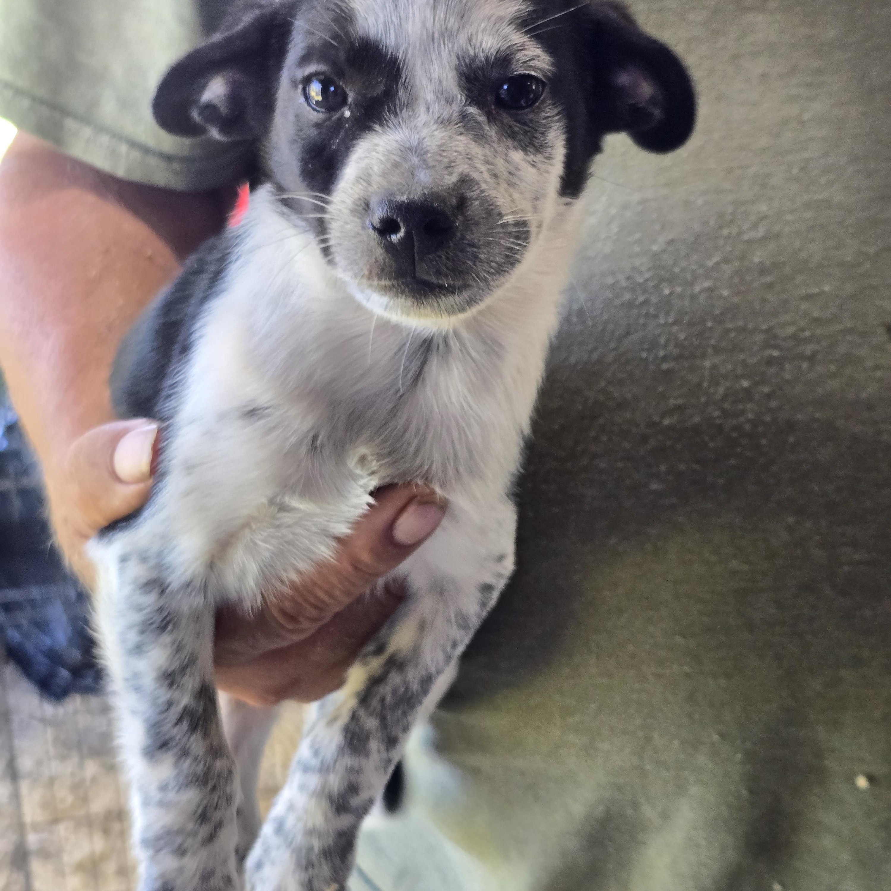 Monty, Adoptable, Puppy Male Pug & Australian Cattle Dog / Blue Heeler.