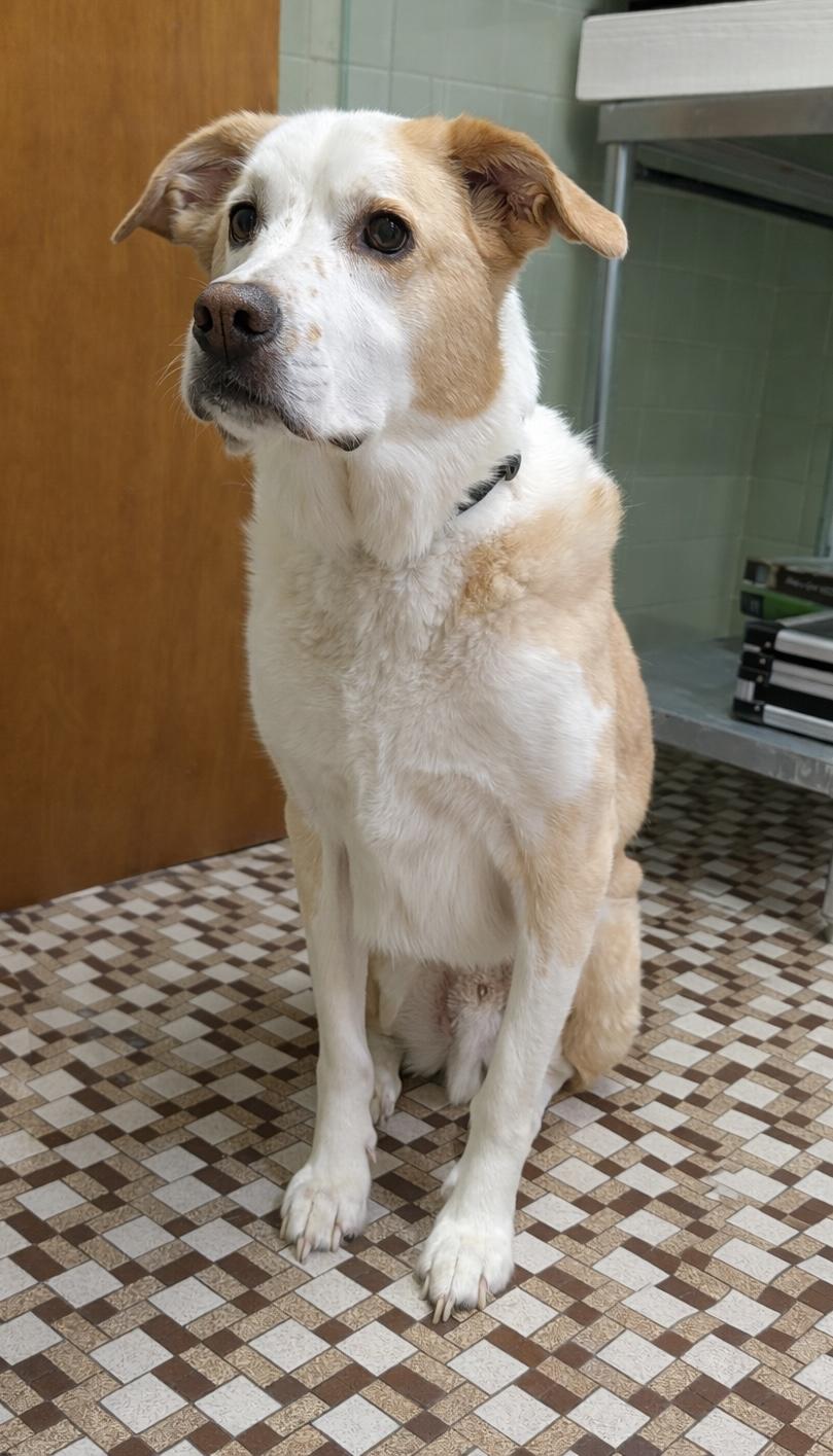 Bernard, ADOPTABLE, Senior Male Labrador Retriever.
