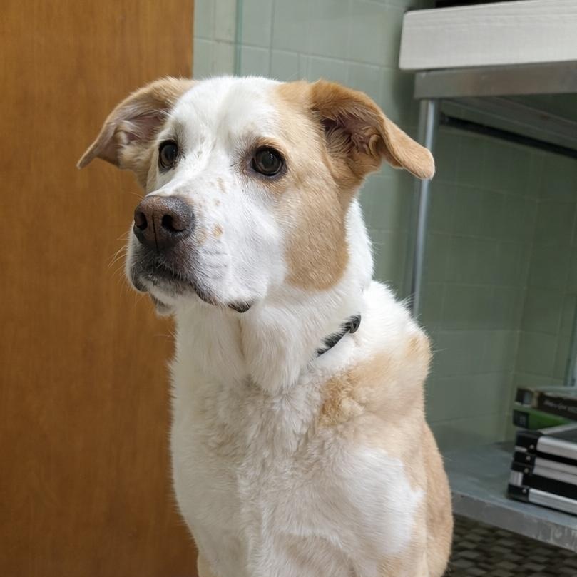 Enlarge Bernard, a Adoptable mixed breed in POCOMOKE CITY, MD image 1/4