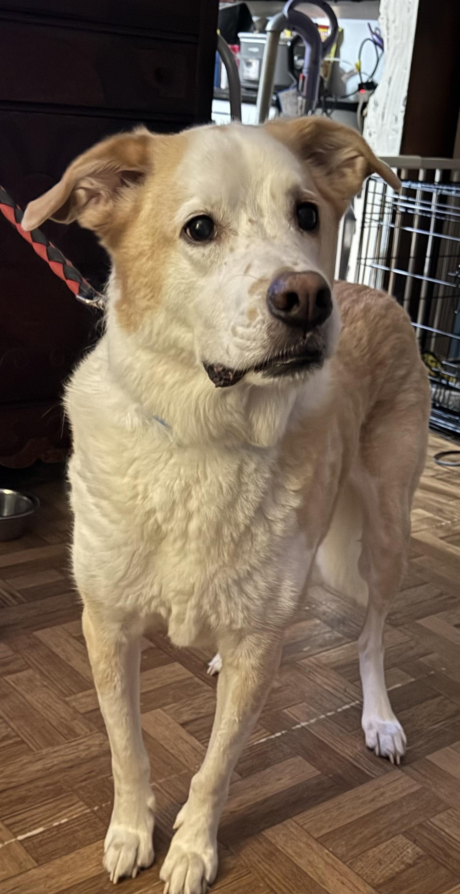 Bernard, a ADOPTABLE mixed breed in POCOMOKE CITY, MD image 3/4
