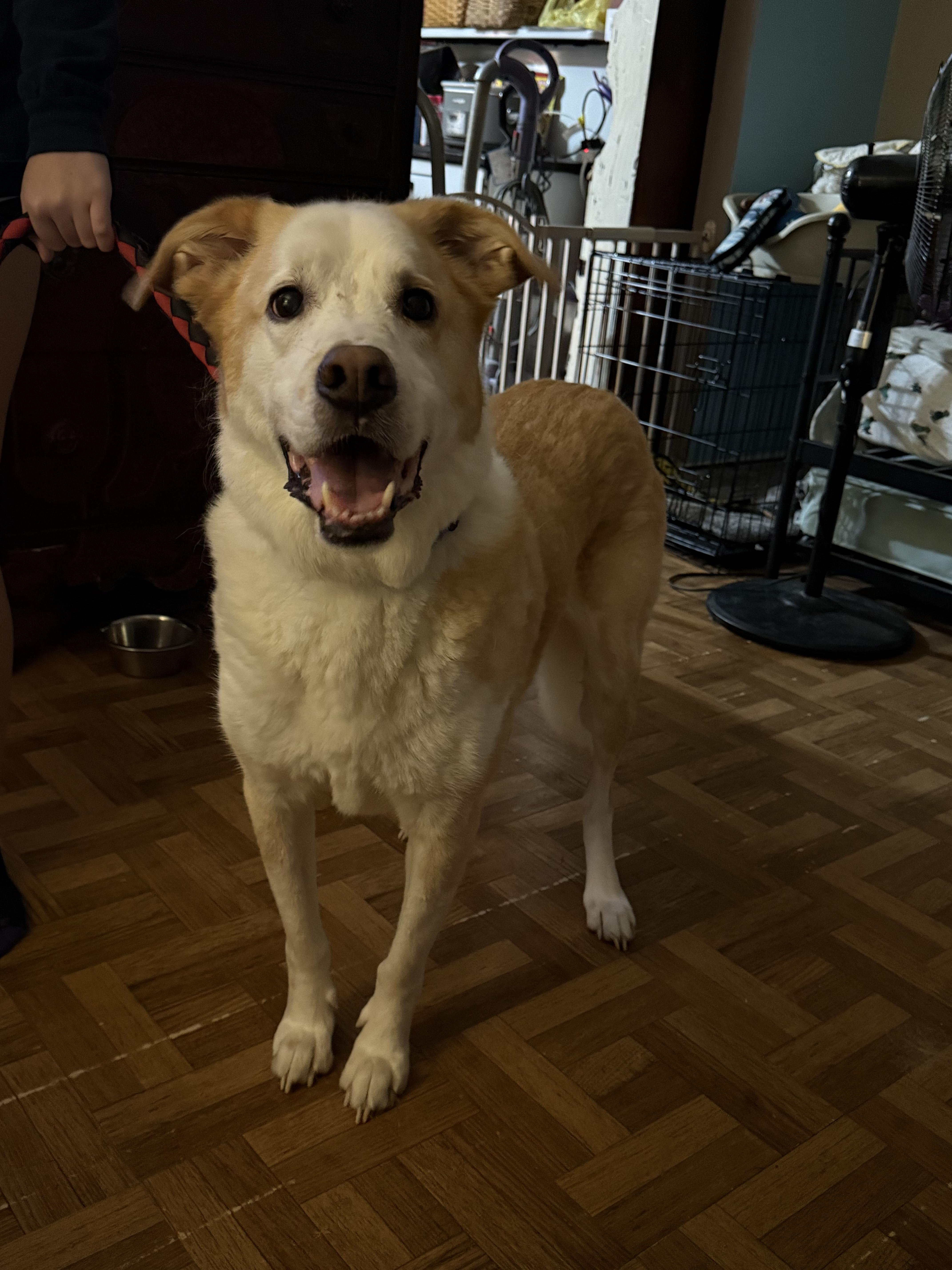 Bernard, a ADOPTABLE mixed breed in POCOMOKE CITY, MD image 4/4
