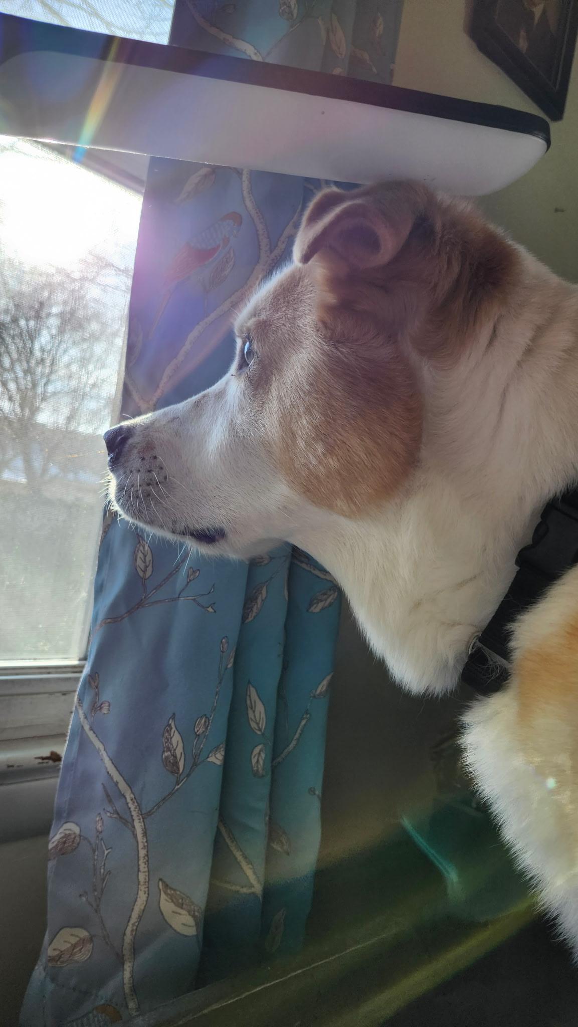 Bernard, a ADOPTABLE mixed breed in POCOMOKE CITY, MD image 2/4