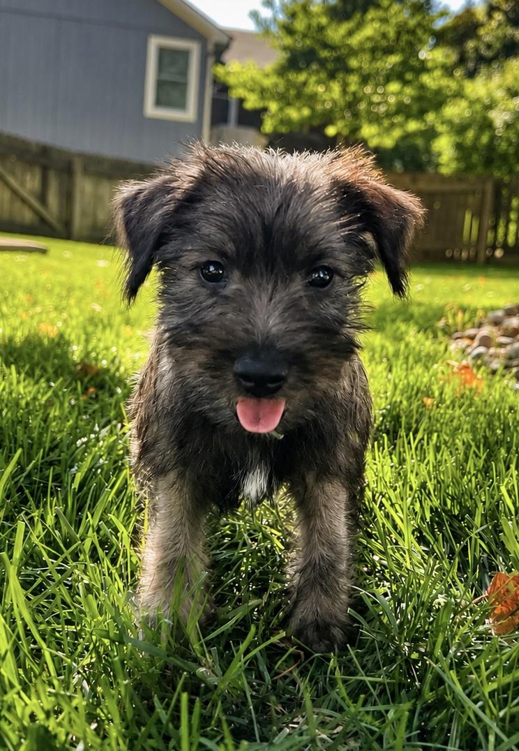 Enlarge Penelope, an adopted Schnauzer in Overland Park, KS image 1/1
