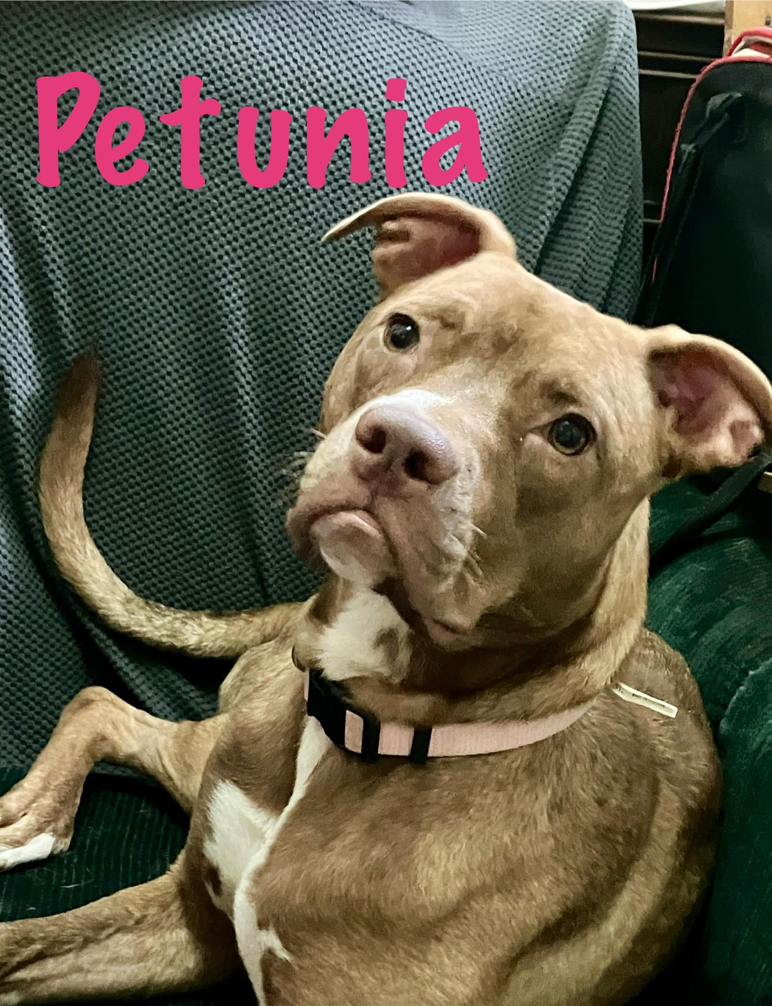 Petunia, Adoptable, Young Female Pit Bull Terrier.