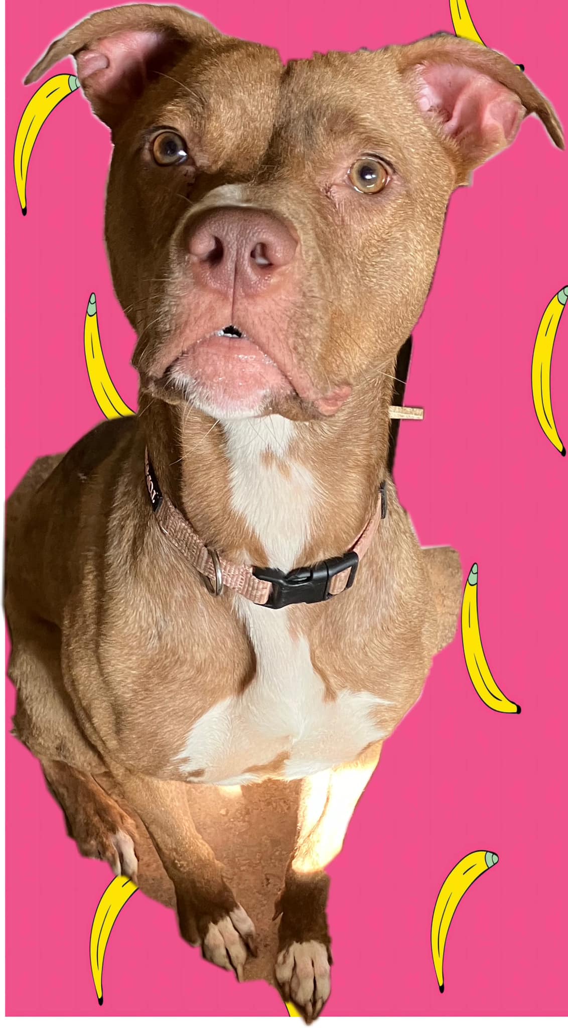 Petunia, a Adoptable mixed breed in Shreveport, LA image 2/4